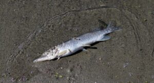 オンラインリストラティブヨガの資格取得に必要なステップは？