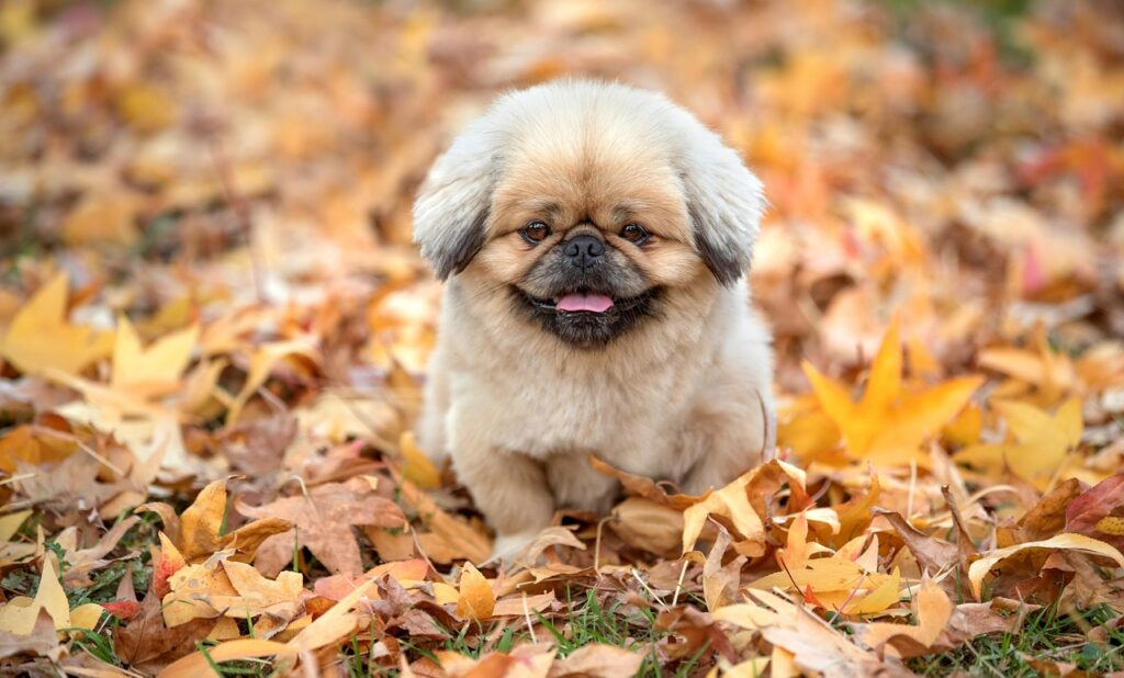 ryt200の再履修はどのように行うべきですか？