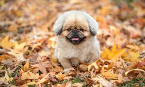 ryt200の再履修はどのように行うべきですか？