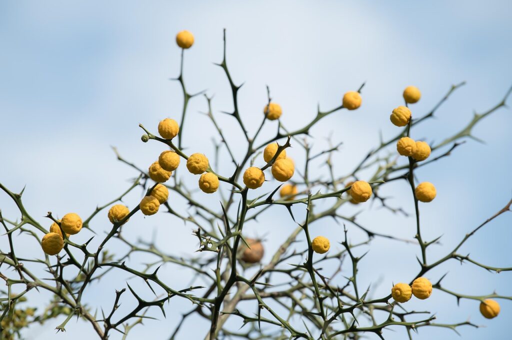 rcytの評判はどのようなものですか？