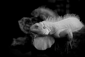 rpytスクールで学べるヨガの魅力とは？