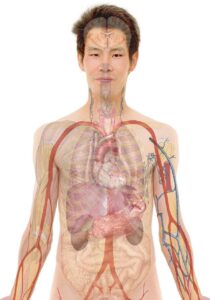 オンラインRYT200カリキュラムで学ぶ解剖学のポイントは？
