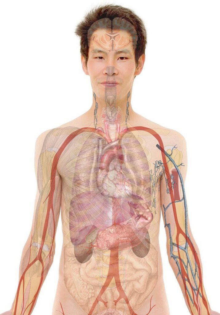 オンラインRYT200カリキュラムで学ぶ解剖学のポイントは？